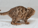 Rassekatze Bengal